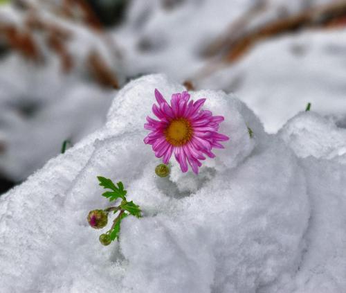 flower