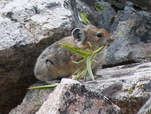 pika